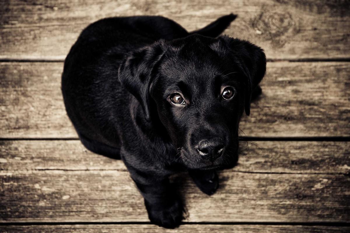 A black puppy looking up from a wooden floor